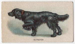 1911 Black Lab Retriever Dog Card Tobacco Card C54 ITC Imperial Tob. Canada - Bild 1 von 2