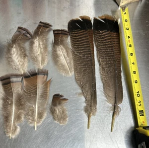 Fly Tying Feather - Ozark Turkey w/ cinnamon Tip - Picture 1 of 3