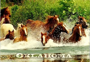 Postcard OK Oklahoma Horses Crossing Water at Clint Creek  - Picture 1 of 3