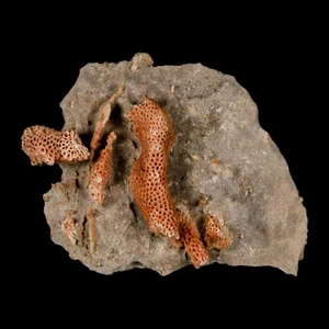 2.8" Thamnopora SP Coral Fossil Coral Reef Devonian Age Verde Valley, Arizona - Picture 1 of 7