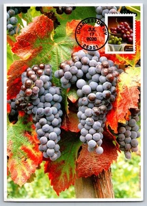 #5489 Fruits and Vegetables Grapes FDC Maxi Card w/Pictorial Cancel - Picture 1 of 2
