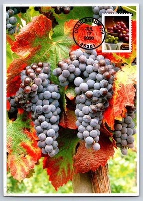 #5489 Fruits and Vegetables Grapes FDC Maxi Card w/Pictorial Cancel - Image 1 of 2