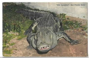 VTG Postcard - "Old Columbus" that Florida Gator - Picture 1 of 2