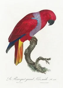 Teller Nr. 126 Eclectus Papagei Geschichte der Papageien von Francois Levaillant Repro - Bild 1 von 2