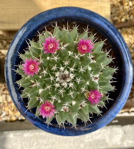 Mammillaria Cactus - Live Plant Bonsai Decor. Mammillaria Knipp. - Picture 1 of 5