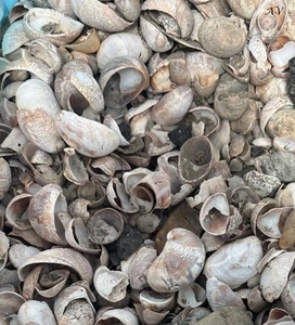 Genuine Connecticut Beach Ocean Sea Shell Craft & Aquarium 7Lb - Picture 1 of 1