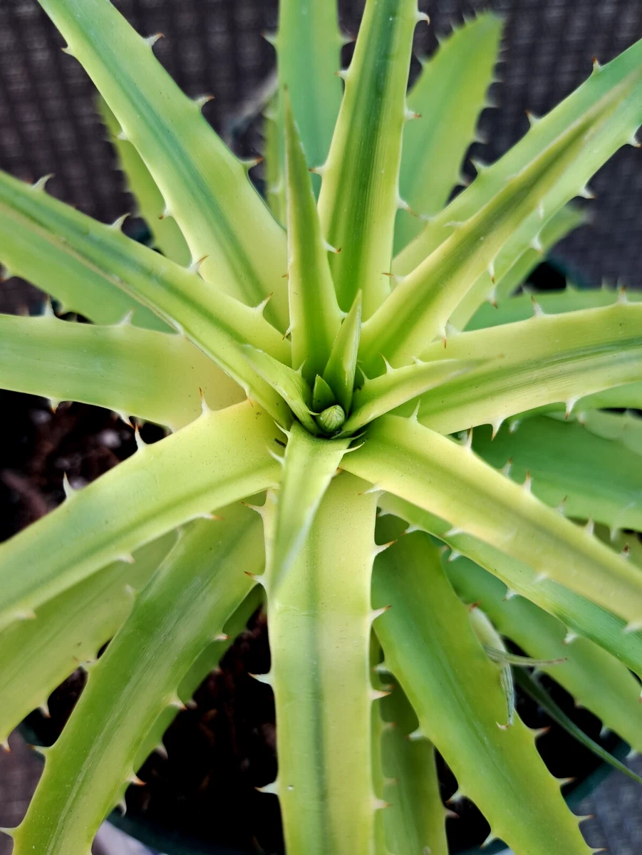 Dyckia for sale | eBay