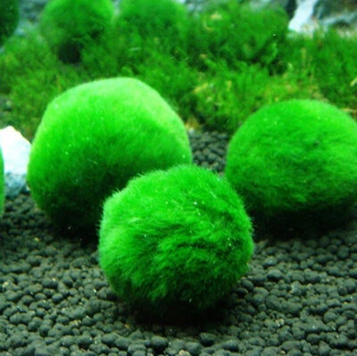 CLADOPHORA AEGAGROPHILA BOLA musgo marimo planta acuario natural Ø 3cm pequeñas - Imagen 1 de 2