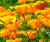California Poppy Orange Eschscholzia californica 15,000 vrac Graines