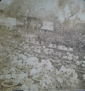 Fati Gardens, Honam, China Stereoview - Picture 1 of 3