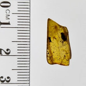 Baltic Amber natural fossil with trapped fly inclusion mini gemstone 1.3ct - Picture 1 of 6