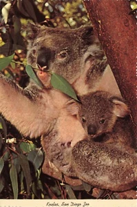 Postcard Koala Bear and Baby Australia from San Diego Zoo CA Eucalyptus Tree 6x4 - Picture 1 of 2