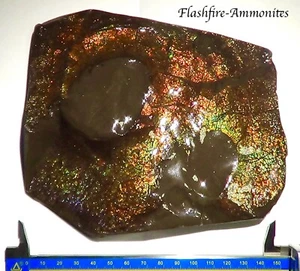 1,1 KILO.!! Coleccionista gigante Ammolite /Escapa de dragón verde-dorado-naranja + VIDEO - Imagen 1 de 9