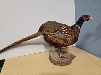 De colección Cuello Anillo Faisán Taxidermia De Pie Montaje En Madera Soporte-ManCave Cabin Den Foto 1 de 4