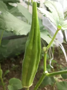 Rindshorn Okra aus Louisiana 5+ Samen - Abelmoschus esculentus - He 036 - Bild 1 von 2