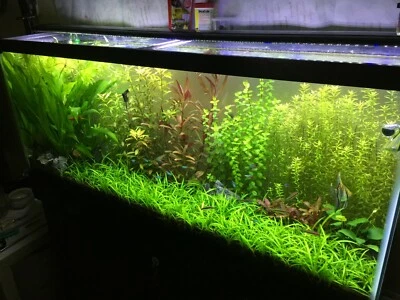 10x - 50+ Dwarf Sagittaria Subulata -Easy Live Aquarium Plants