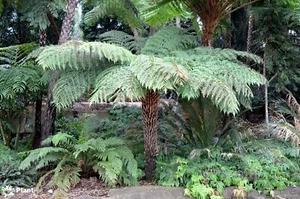 Rough Tree Fern (Cyathea australis) 500 Fresh Spores - Picture 1 of 3