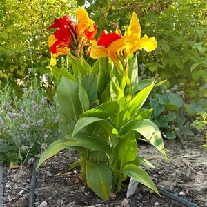 Canna 'Cleopatra', gelb-rot, Topf-Ø 17 cm - Bild 1 von 12
