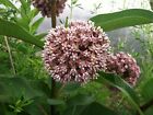 MILKWEED -COMMON Mature BARE ROOT 4-8 INCHES W EYES  BUTTERFLY BUTTERFLIES LOVE