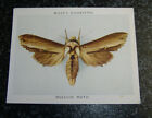 Wills (LARGE) - Butterflies & Moths No31 - The Mullein Moth