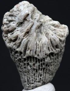 FÓSIL DE CORAL CUERNO Mineral Natural Fosilizado Océano De Colección Espécimen Muestra de Roca - Imagen 1 de 4