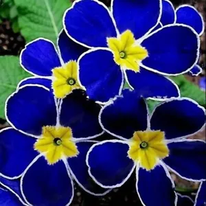 100 Rare Blue Evening Primrose Seeds Sundrops Scabish - Picture 1 of 6