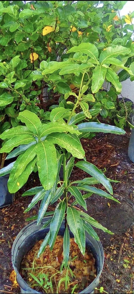 mango tree Dwarf In Pot, Medium Size, Organic - Image 1 of 1