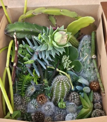 Cacti Cuttings Cactus  Succulent Collectors Echinopsis Euphorbia Pack Mix Y - image 1 of 4