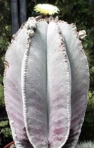 BISHOP'S CAP CACTUS (Astrophytum myriostigma var. Columnare) 10 seeds - Picture 1 of 2