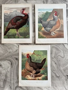 3 CROMOLITOGRAFÍAS ORIGINALES CASSELL'S POULTY BOOK AÑOS 1800 8 1/8" X 10 3/4" - Imagen 1 de 7
