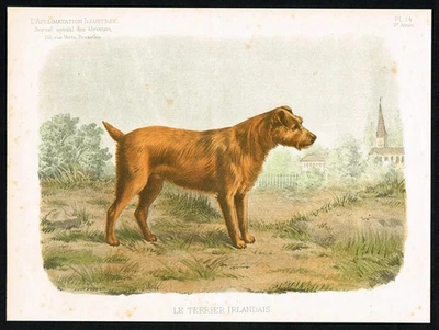 Chien de Saint-Hubert - antiker Bluthunddruck von 1885 | Jagdhund - Bild 1 von 4