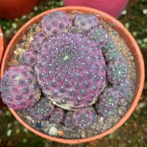 cactus plante succulente Rebutia rauschii zecher plante à têtes multiples 5-6 cm - Photo 1/5