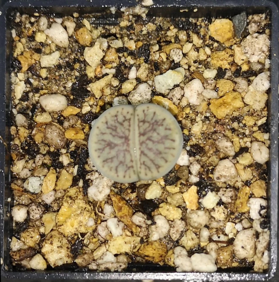 Lithops Schwantesii cv. "Nutwerk", fito disponible, piedra viva, mesemb Foto 1 de 1