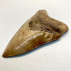 Colorful Excellent Quality Serrated 4.82" Fossil MEGALODON Shark Tooth - USA