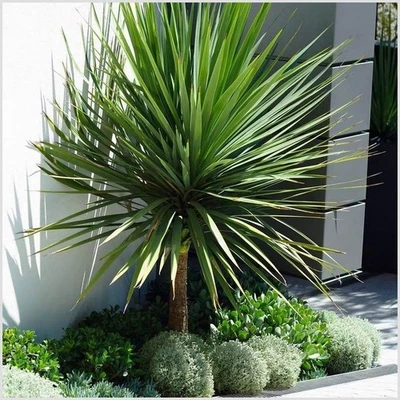 2 Litre | Cordyline 'Australis' Cabbage Palm Tree | Evergreen| Pot Plant - Image 1 of 3