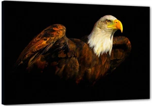 Das Auge des Adlers Eagle Aktuel art Modern Bild Top Wandbild  Aigle Aquila UC1 - Picture 1 of 4