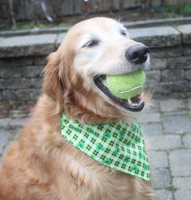 День Святого Патрика зеленый маленький клетку трилистник собаки над воротником бандана - Изображение 1 из 2