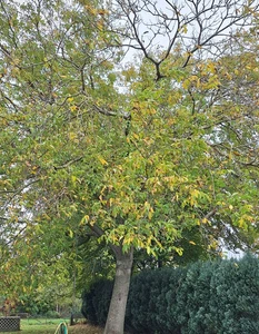 Frische Walnüsse vom Niederrhein - Bio, unbehandelt.  - 4 KG - Ernte 2025 - Bild 1 von 3