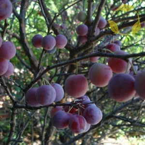 BEACH PLUM Prunus Maritima - 5 SEEDS - Picture 1 of 3