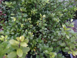 5 Stück Buchsbaumersatz- Berg-Ilex - Ilex crenata Dark Green ®, immergrün, klein - Bild 1 von 1