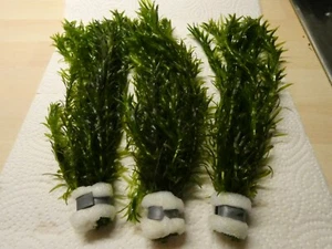 1 Bund Elodea densa Dichtblättrige Wasserpest Teich Aquariumpflanzen - Bild 1 von 4