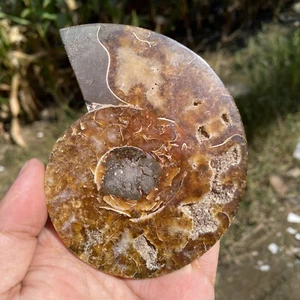 0.44LB Natural Beautiful Fossil Conch Slice Crystal Mineral Specimen Healing - Picture 1 of 12