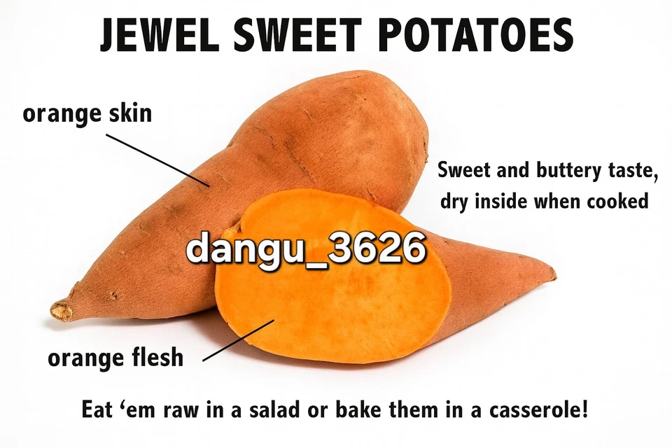 10 Orange Sweet Potato Slips Copper Jewel Variety–90 Days | Organic Luxury Slips - Image 1 of 4