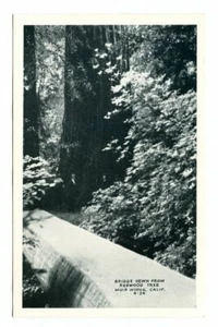 Vintage MUIR WOODS Kalifornien REDWOOD TREE Brücke BARDELL Foto POSTKARTE! - Bild 1 von 2