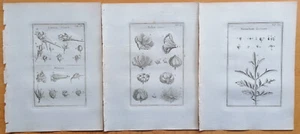 15 Prints Botany Plants (E) - Tournefort Institutiones Rei Herbariae - 1700 - Picture 1 of 5