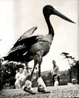 LG917 1960 AP Wire Photo STORK WALKING AROUND IN TODDLER SHOES Funny Animals