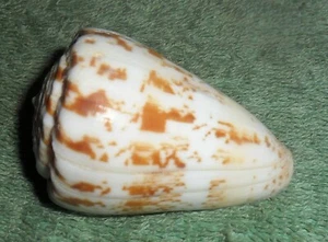 SS RFM 79514 Conus caracteristicus Fis. 1807 50mm F+ India, Cadalore dredged by - Picture 1 of 3