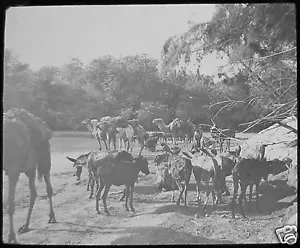 Linterna mágica de vidrio diapositiva camellos en el ford at jordan c1900 foto - Imagen 1 de 2