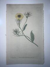 Curtis Botanical Early 19th Century H/C Engraving 1st Edition Hawkweed No. 35
