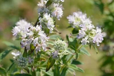SEEDVILLE USA 400 HAIRY MOUNTAIN MINT Pycnanthemum Pilosum Herb Flower Seeds